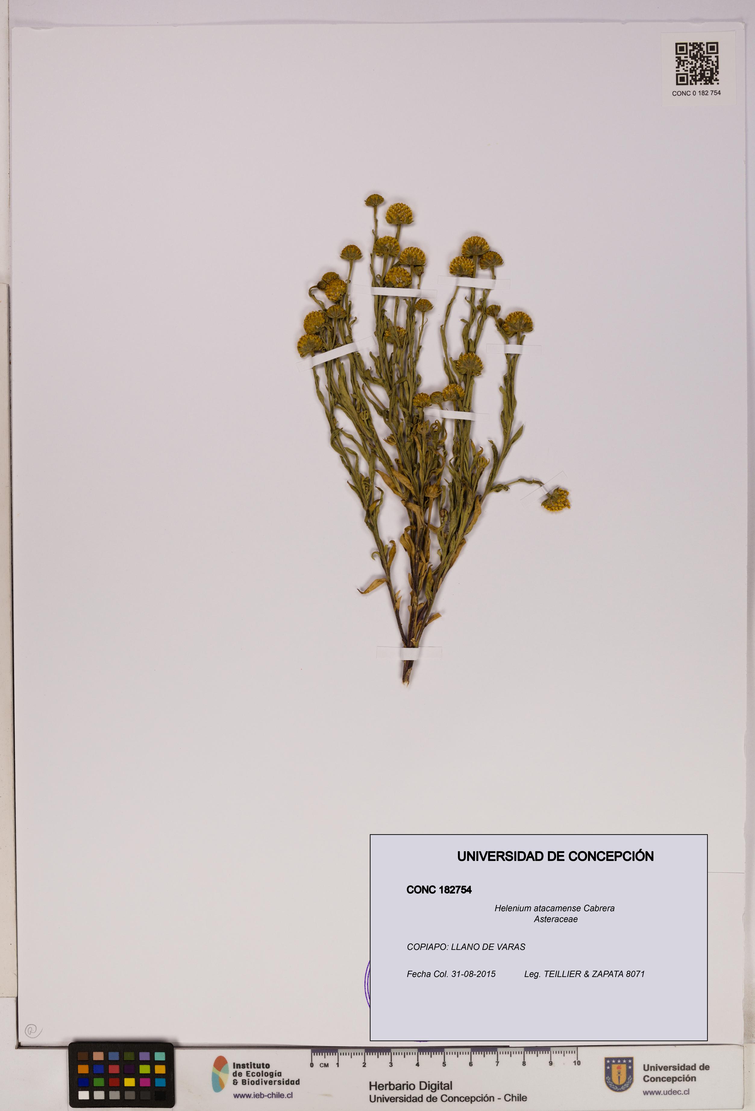 Helenium atacamense [Espécimen: UDEC:CONC:0182754]