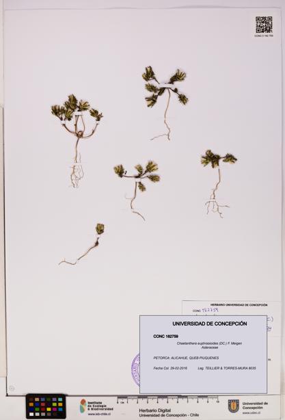 Chaetanthera euphrasioides [Espécimen: UDEC:CONC:0182759]