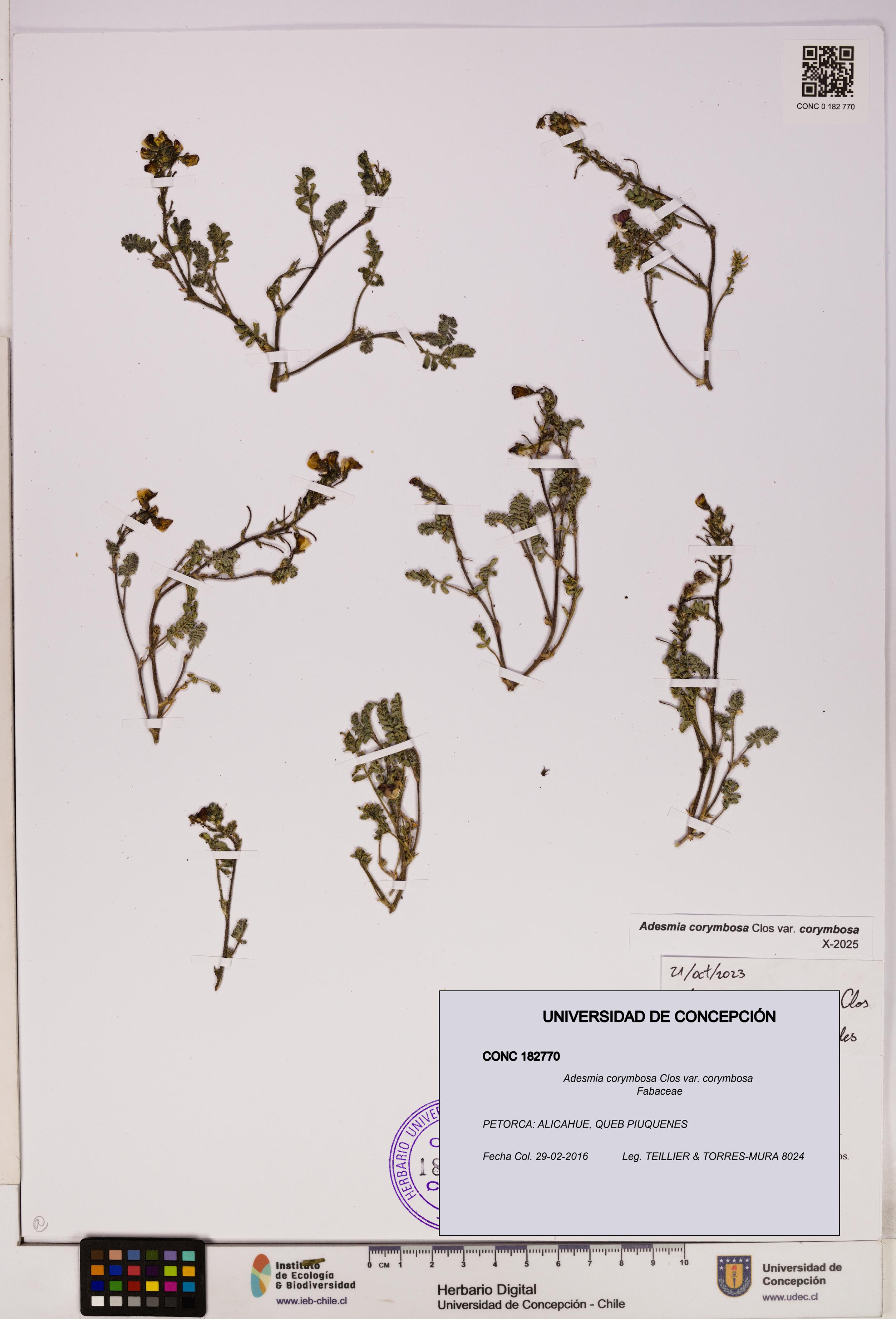 Adesmia corymbosa var. corymbosa [Espécimen: UDEC:CONC:0182770]