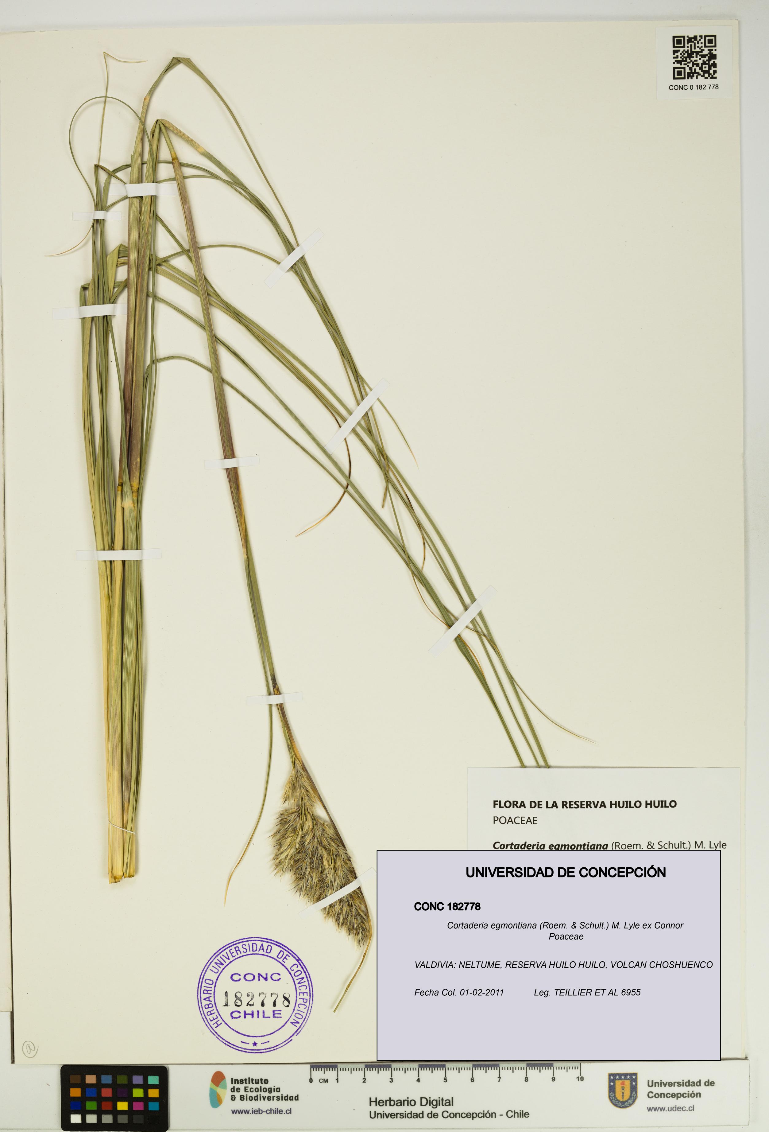 Cortaderia egmontiana [Espécimen: UDEC:CONC:0182778]