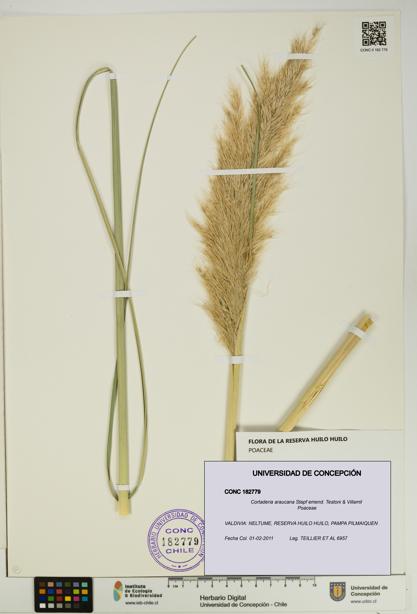 Cortaderia araucana [Espécimen: UDEC:CONC:0182779]