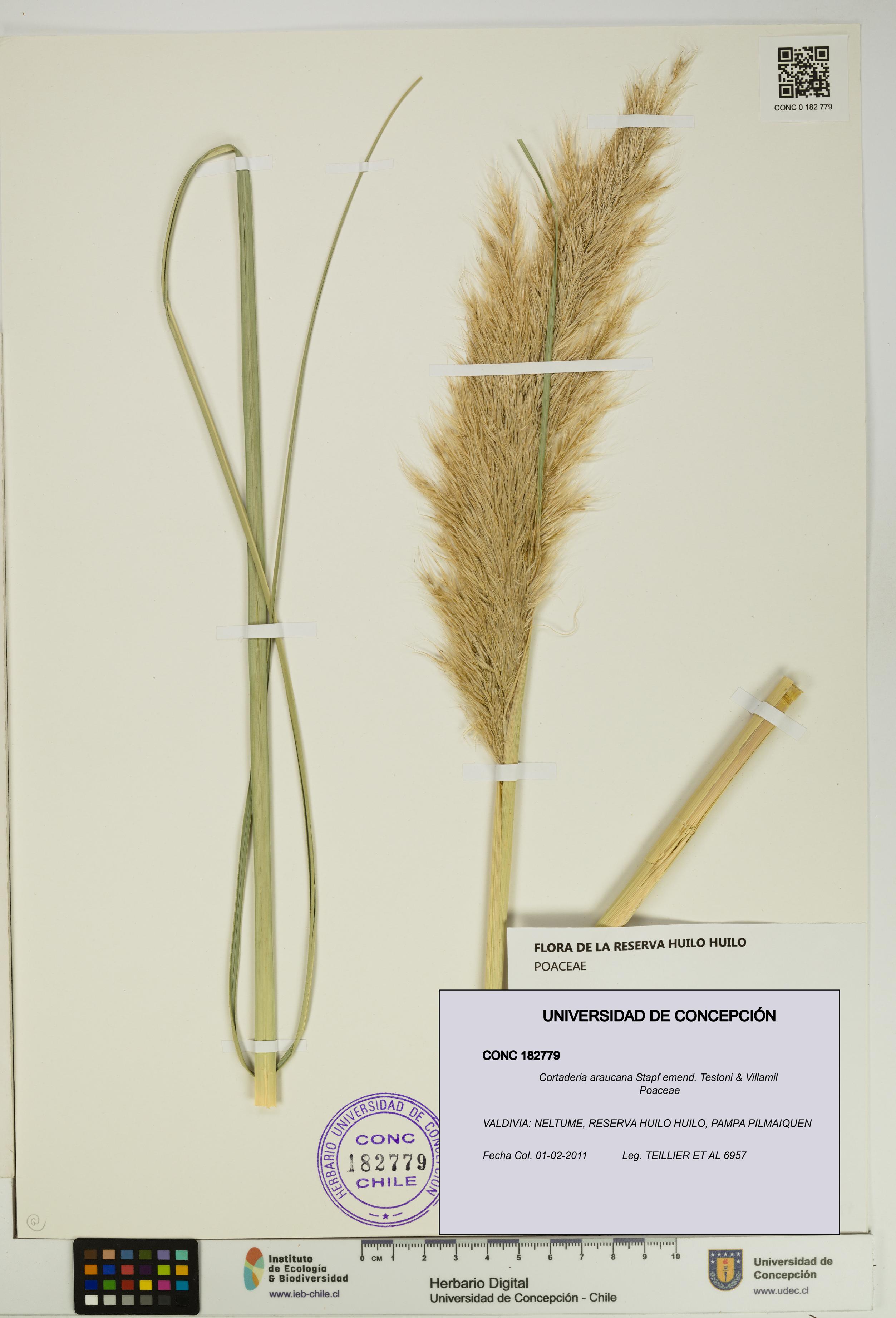 Cortaderia araucana [Espécimen: UDEC:CONC:0182779]