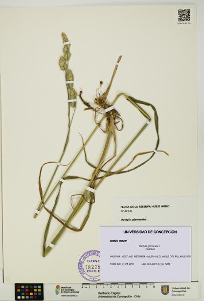 Dactylis glomerata [Espécimen: UDEC:CONC:0182781]
