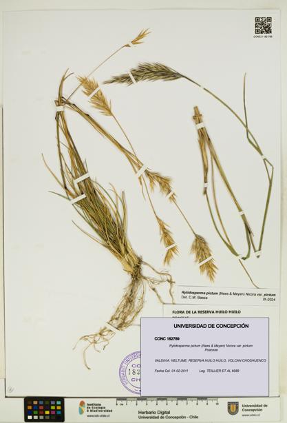 Rytidosperma pictum var. pictum [Espécimen: UDEC:CONC:0182789]