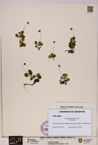 Lagenophora hariotii [Espécimen: ]