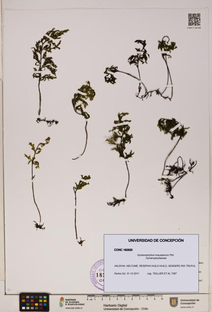 Hymenophyllum krauseanum [Espécimen: ]