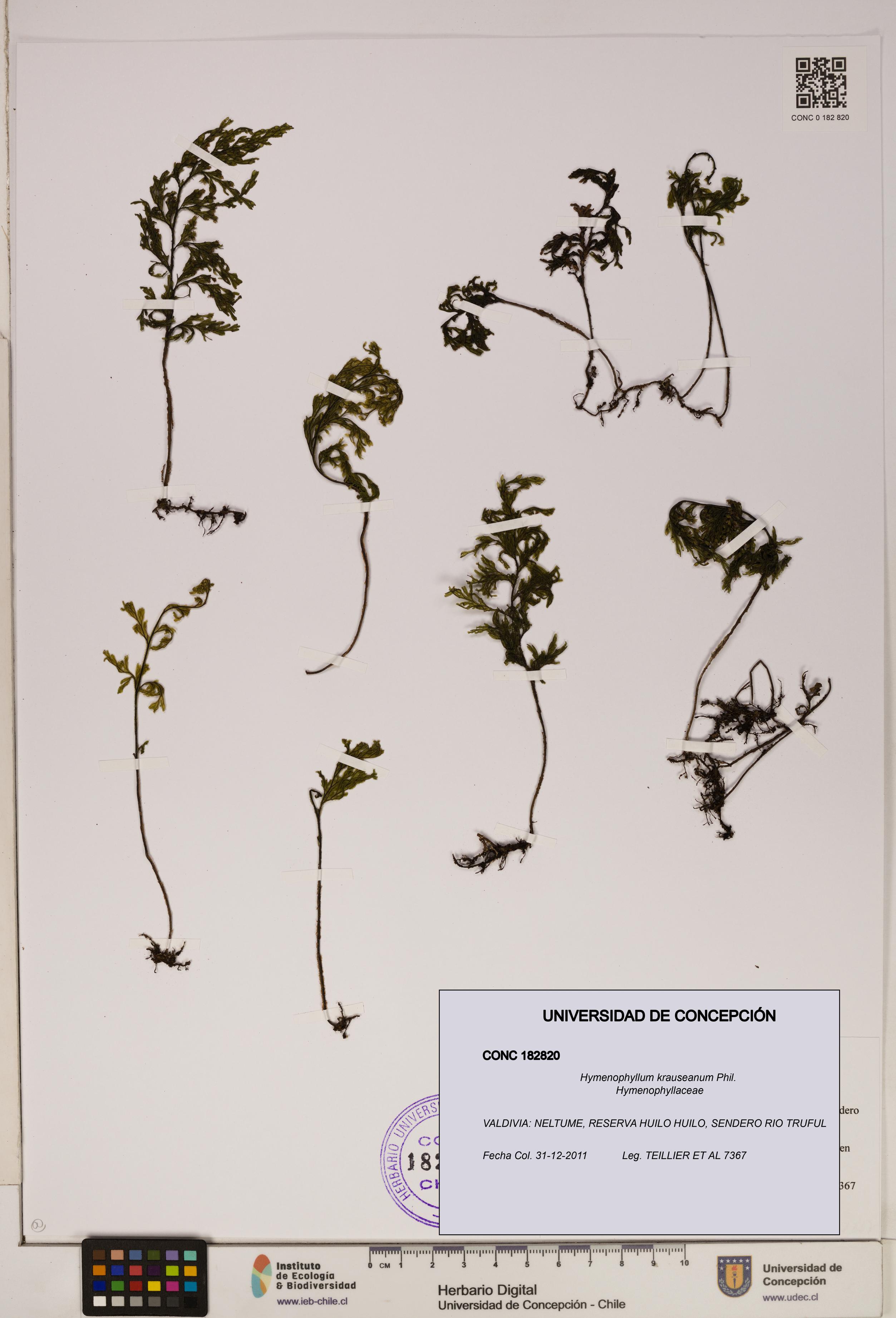 Hymenophyllum krauseanum [Espécimen: ]