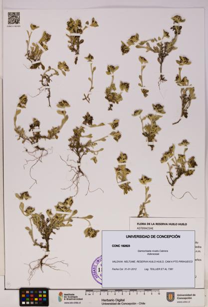 Gamochaeta nivalis [Espécimen: UDEC:CONC:0182823]