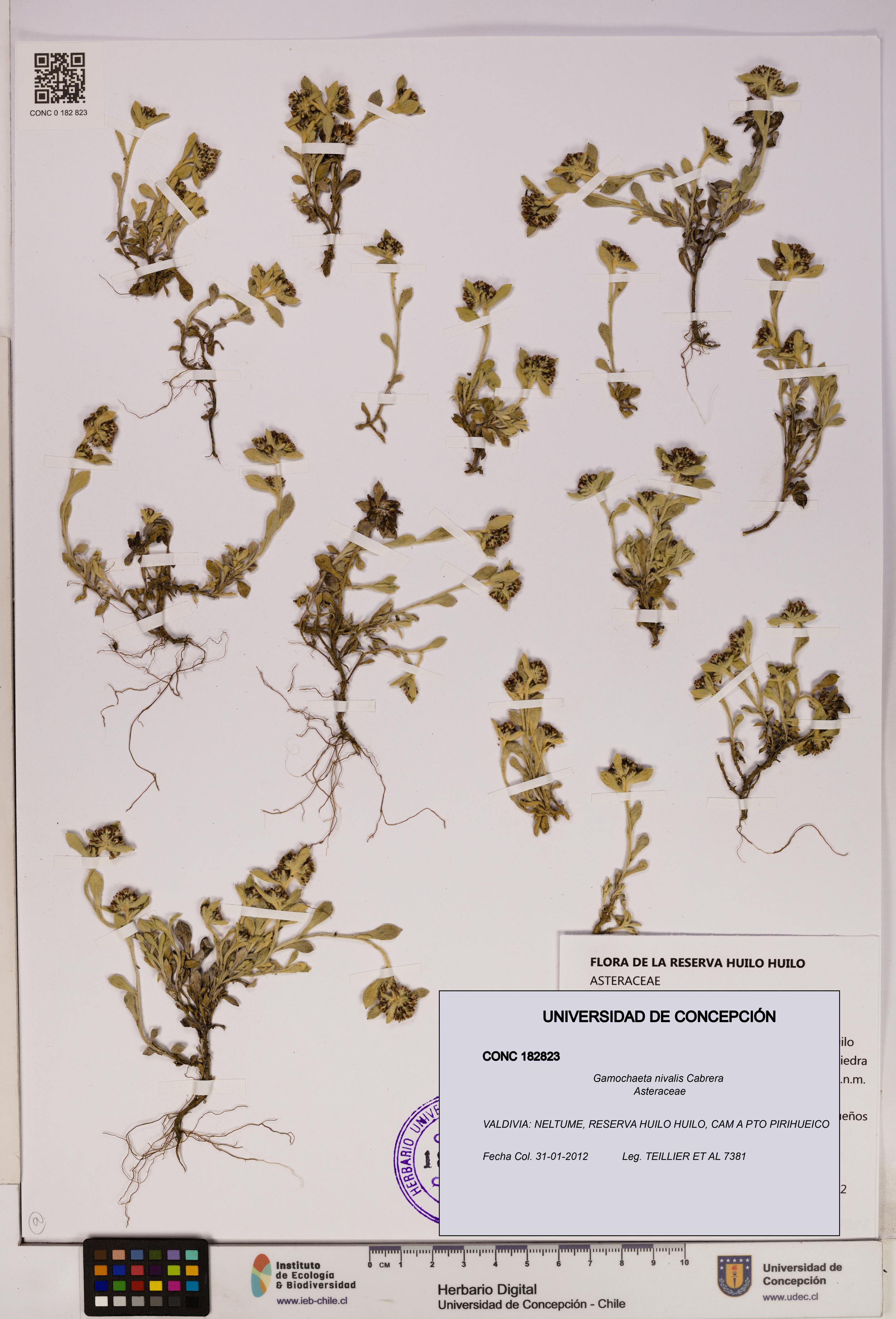 Gamochaeta nivalis [Espécimen: UDEC:CONC:0182823]