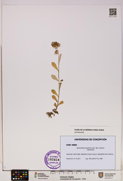 Gamochaeta spiciformis [Espécimen: UDEC:CONC:0182824]