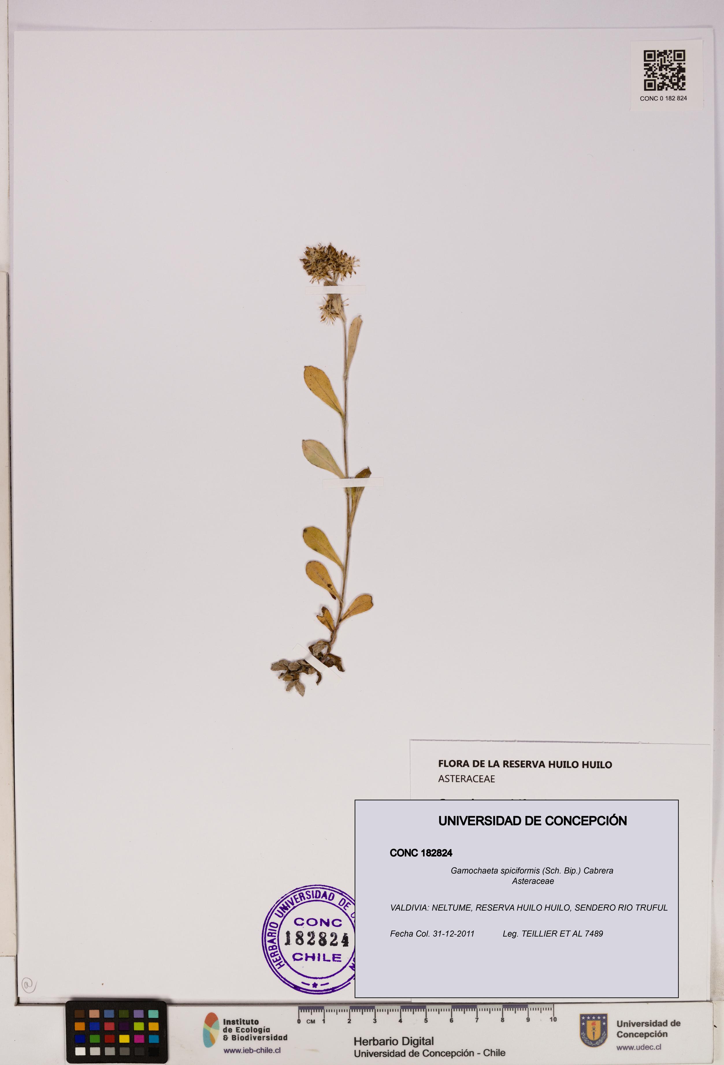 Gamochaeta spiciformis [Espécimen: UDEC:CONC:0182824]