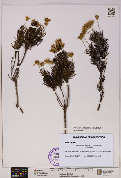 Chiliotrichum diffusum [Espécimen: UDEC:CONC:0182832]