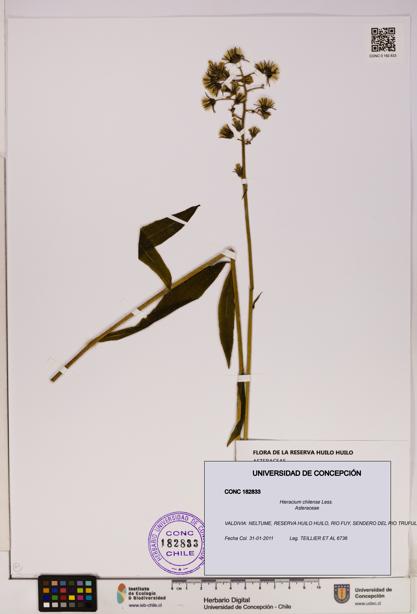 Hieracium chilense [Espécimen: UDEC:CONC:0182833]