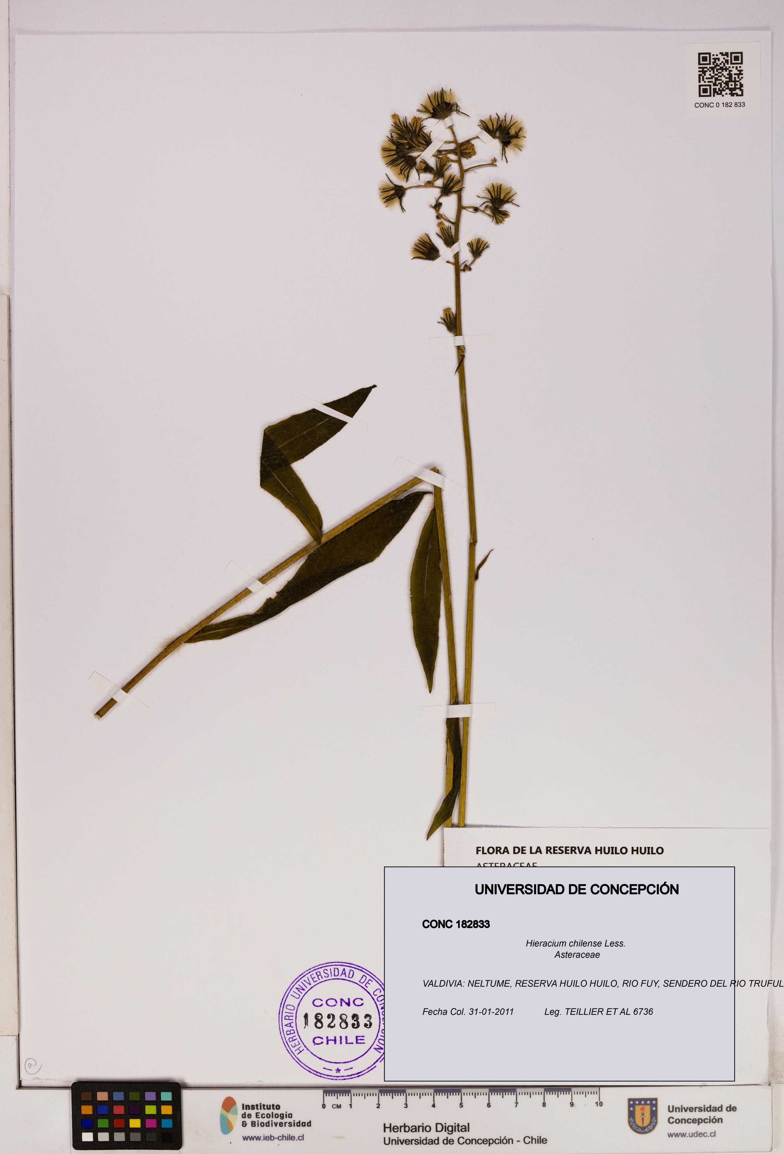 Hieracium chilense [Espécimen: UDEC:CONC:0182833]