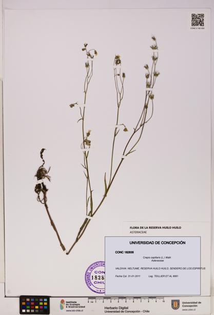Crepis capillaris [Espécimen: UDEC:CONC:0182835]