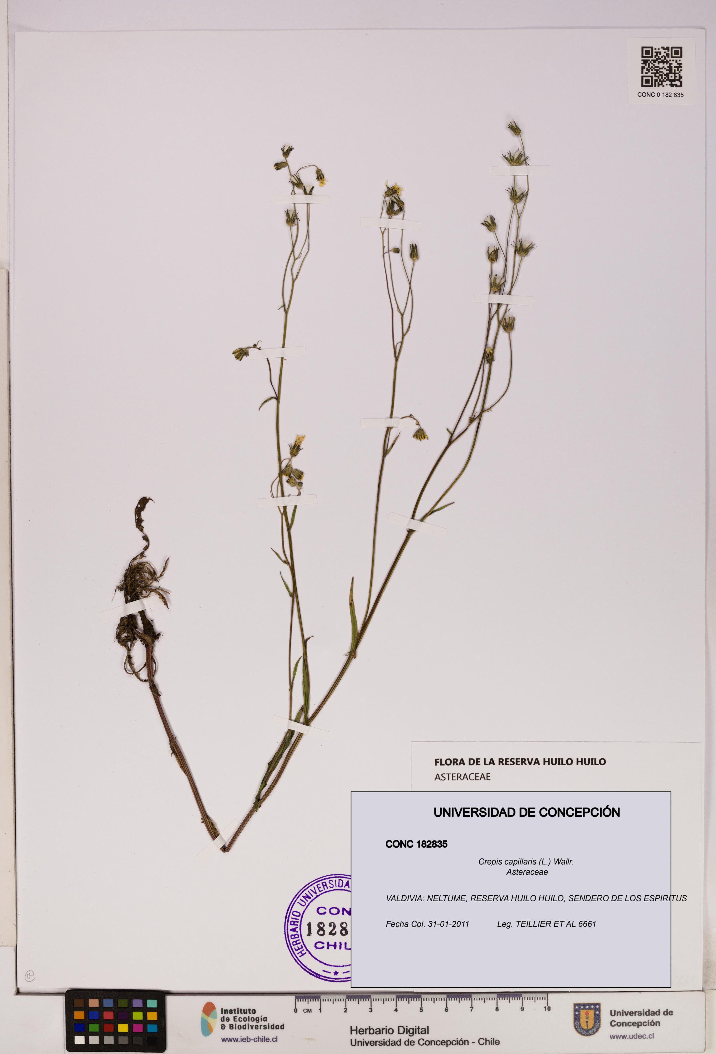 Crepis capillaris [Espécimen: UDEC:CONC:0182835]