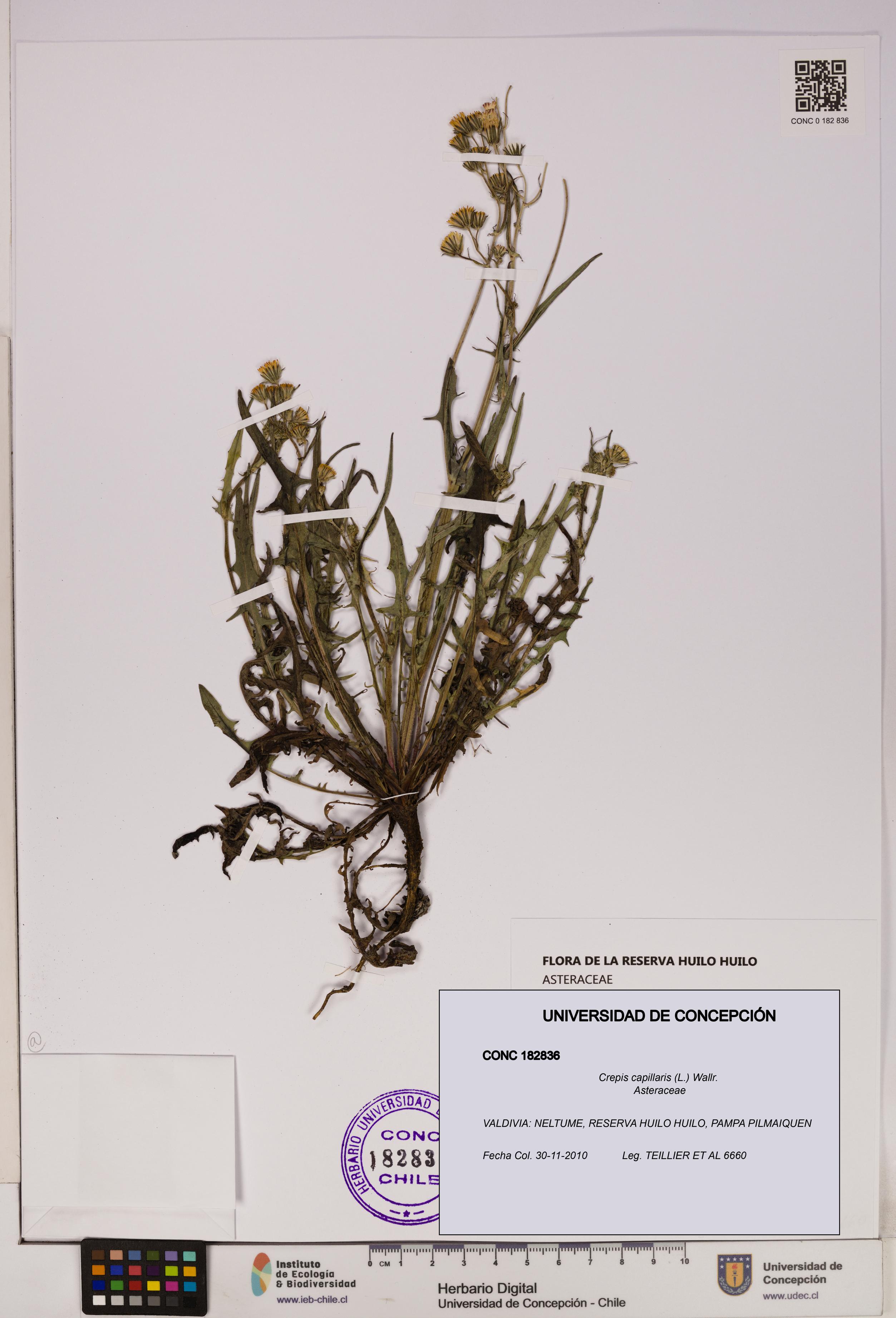 Crepis capillaris [Espécimen: UDEC:CONC:0182836]