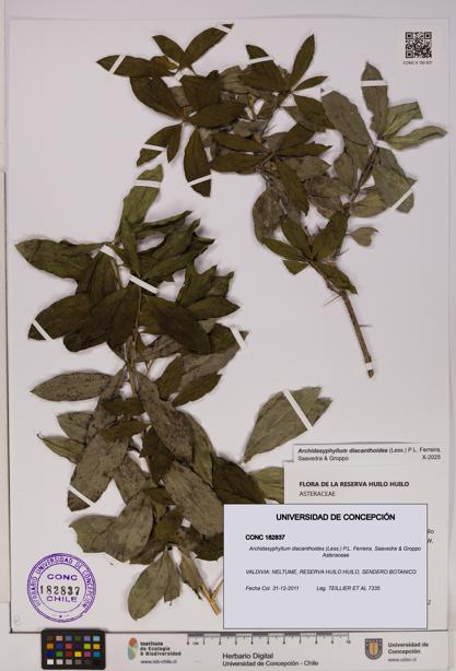Archidasyphyllum diacanthoides [Espécimen: UDEC:CONC:0182837]