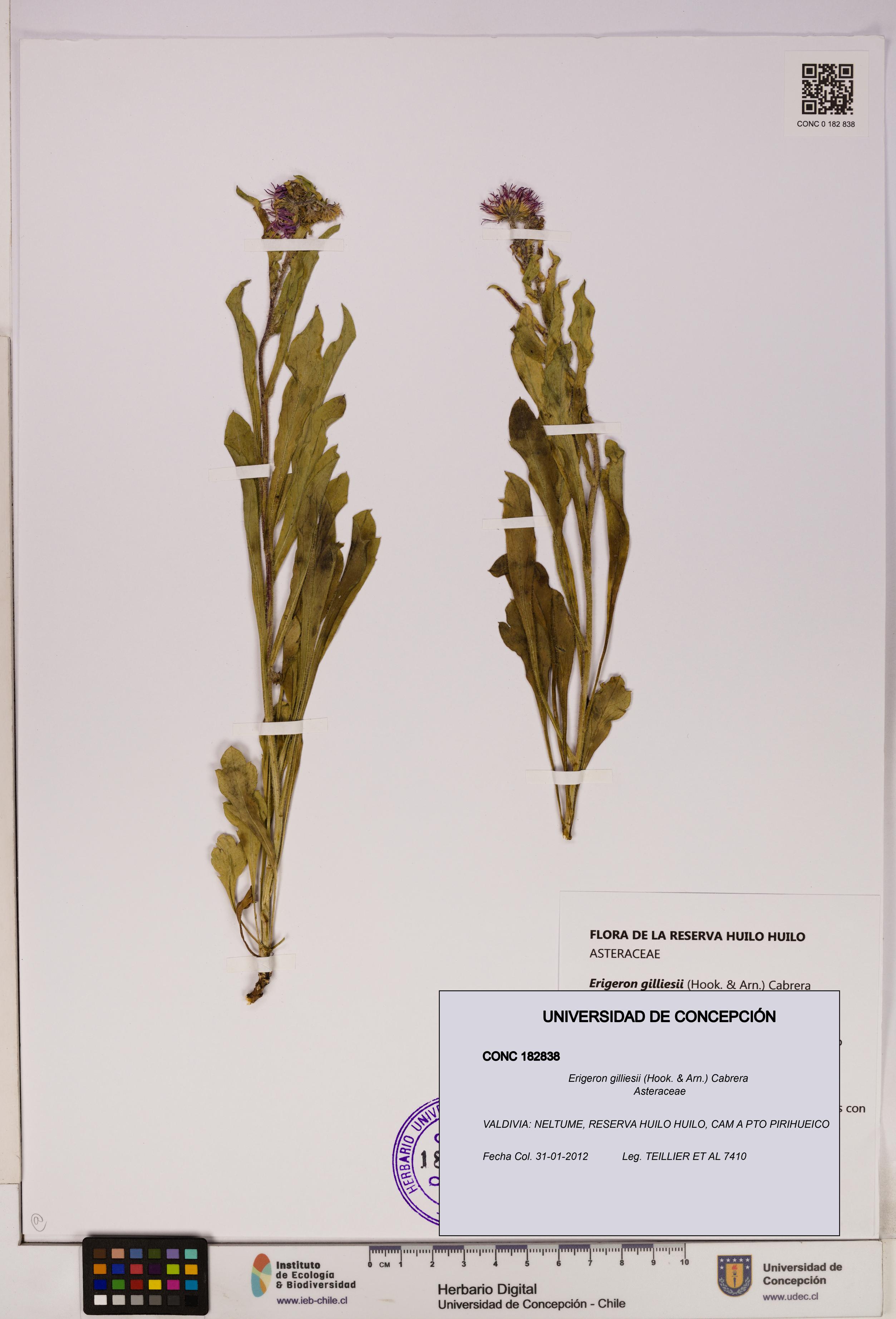 Erigeron gilliesii [Espécimen: UDEC:CONC:0182838]