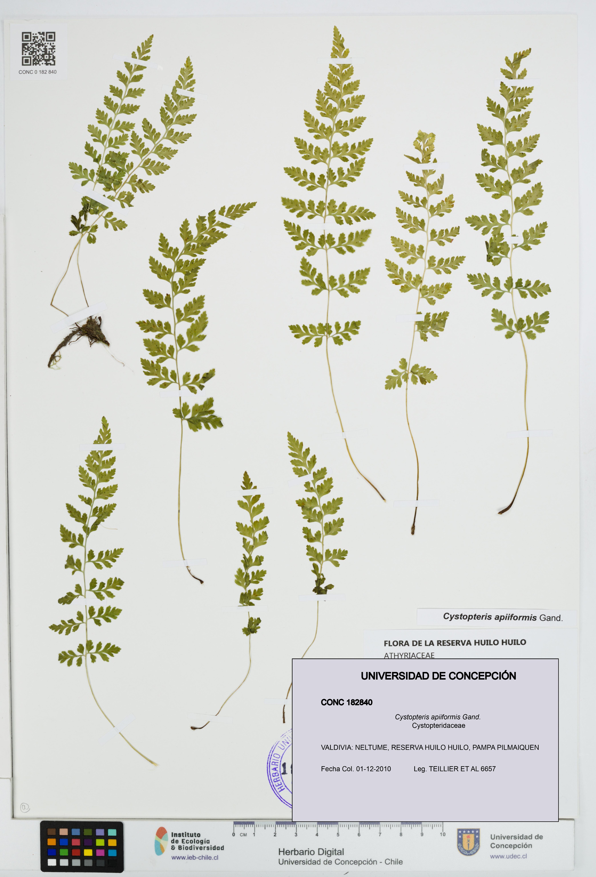 Cystopteris apiiformis [Espécimen: UDEC:CONC:0182840]
