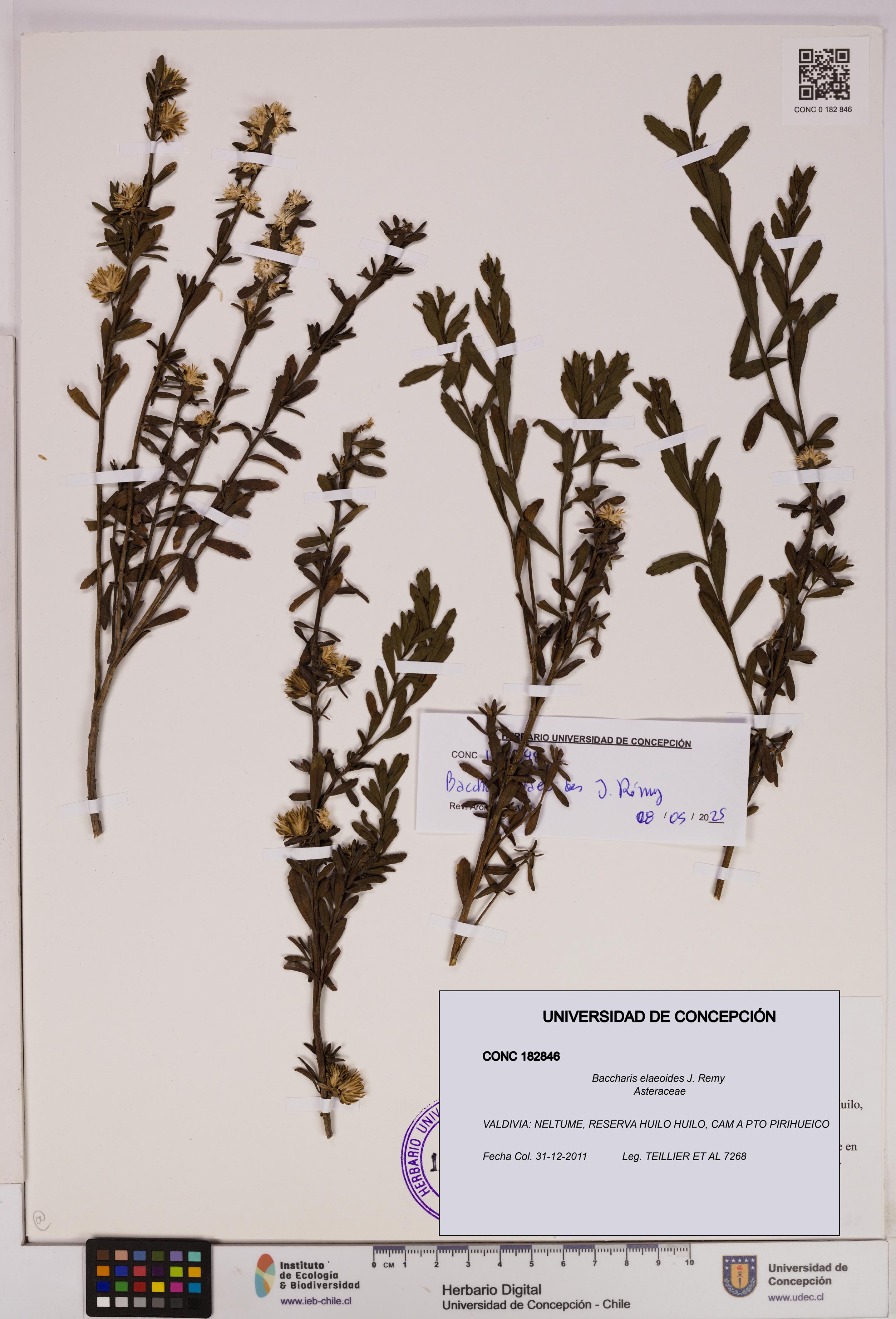 Baccharis elaeoides [Espécimen: UDEC:CONC:0182846]