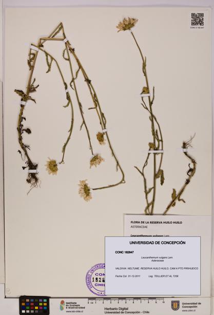 Leucanthemum vulgare [Espécimen: UDEC:CONC:0182847]