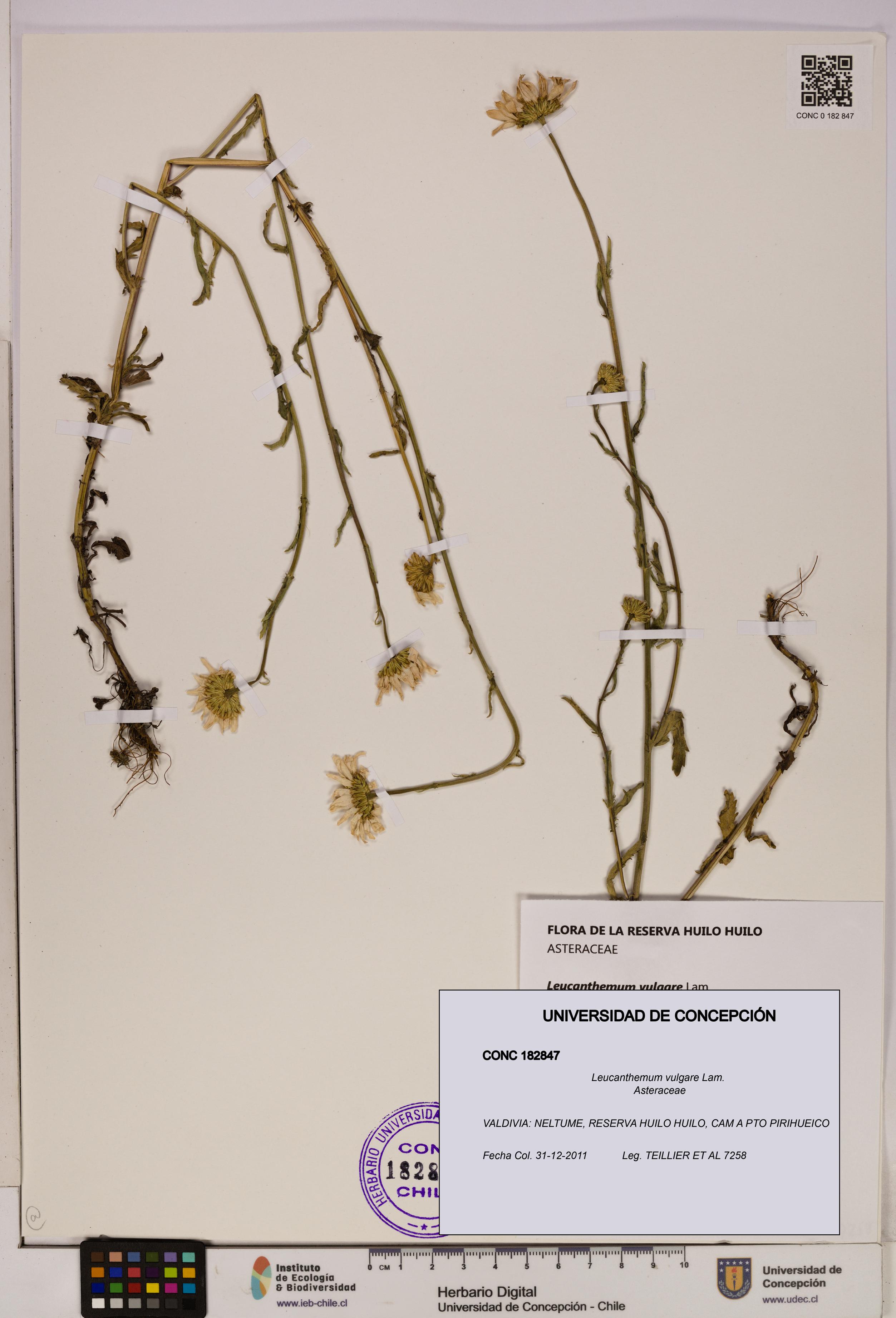 Leucanthemum vulgare [Espécimen: UDEC:CONC:0182847]