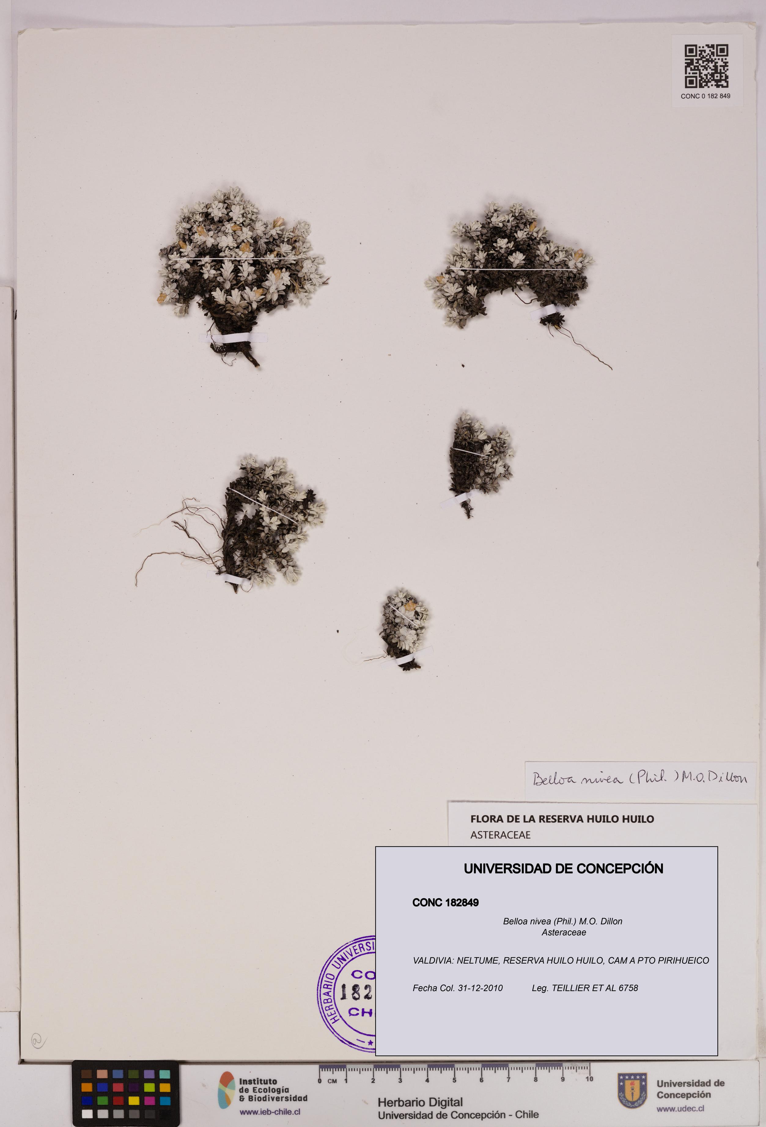 Belloa nivea [Espécimen: UDEC:CONC:0182849]