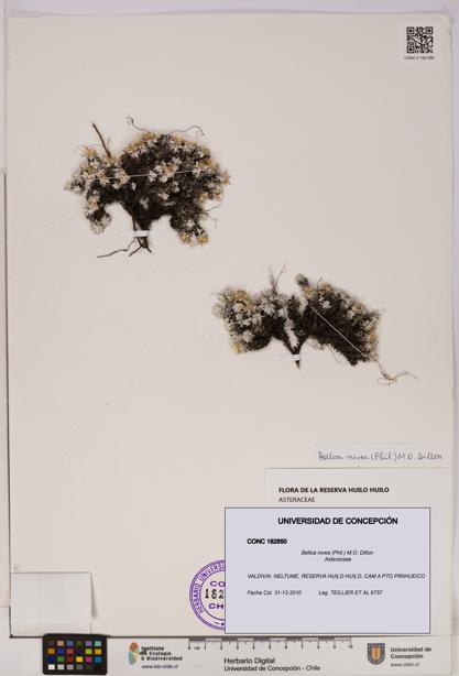 Belloa nivea [Espécimen: UDEC:CONC:0182850]