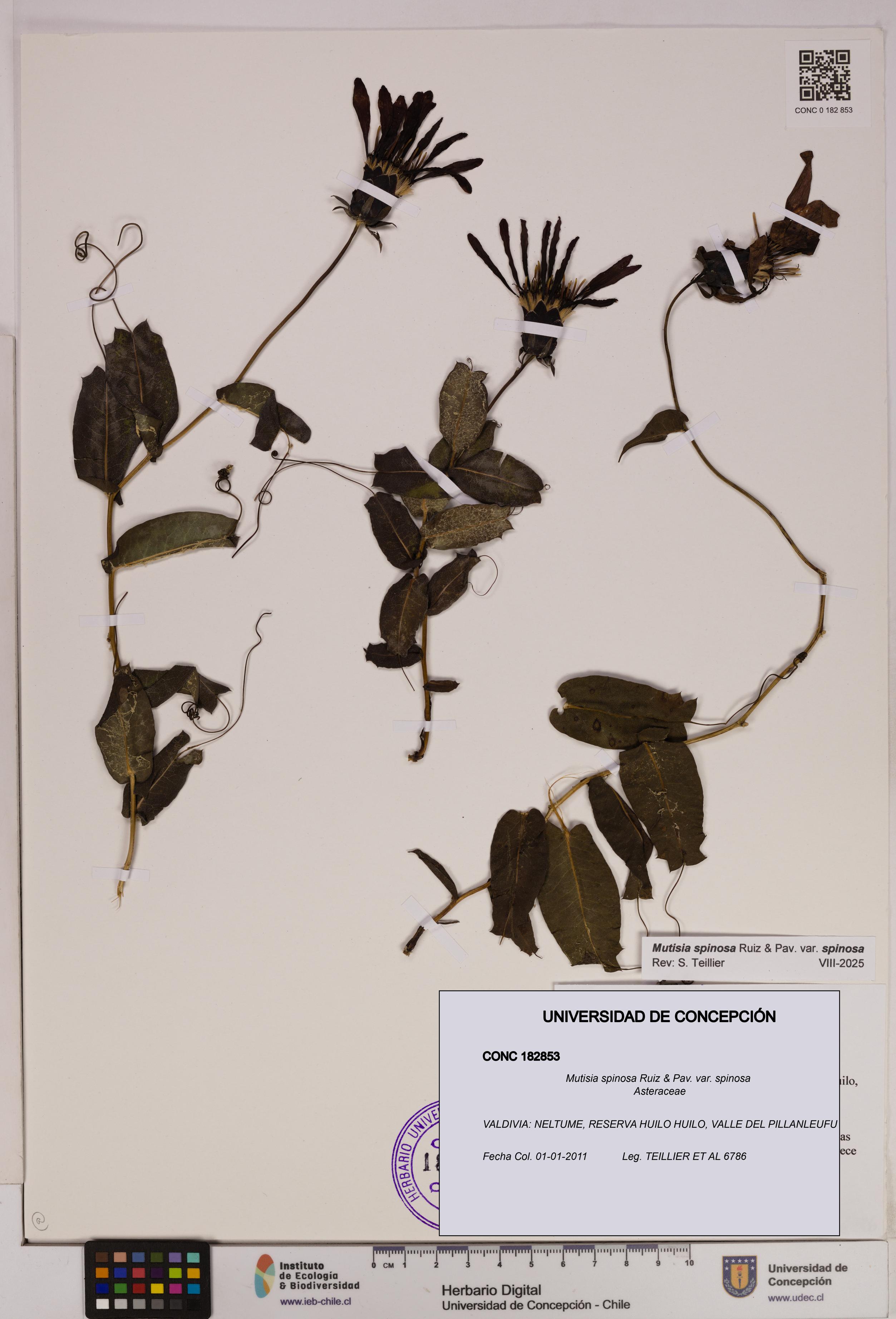 Mutisia spinosa var. spinosa [Espécimen: UDEC:CONC:0182853]