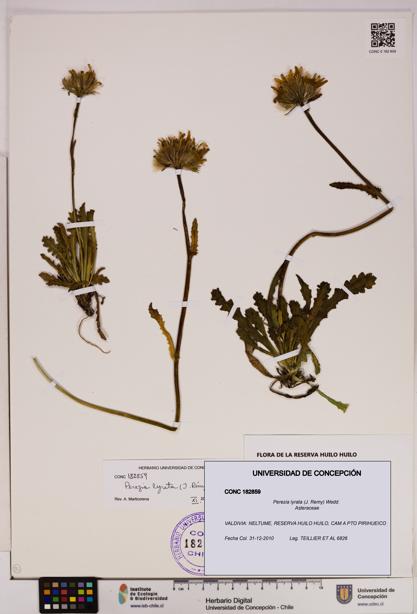 Perezia lyrata [Espécimen: UDEC:CONC:0182859]