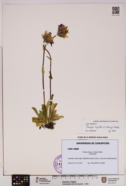 Perezia lyrata [Espécimen: UDEC:CONC:0182860]