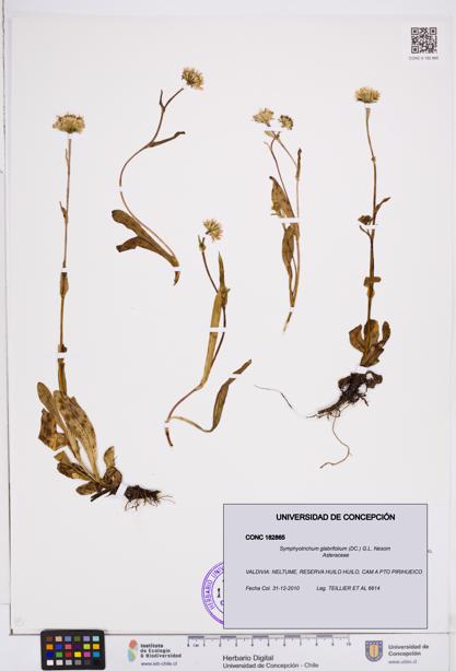 Symphyotrichum glabrifolium [Espécimen: ]