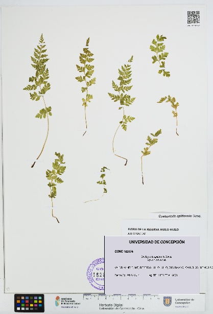Cystopteris apiiformis [Espécimen: UDEC:CONC:0182874]