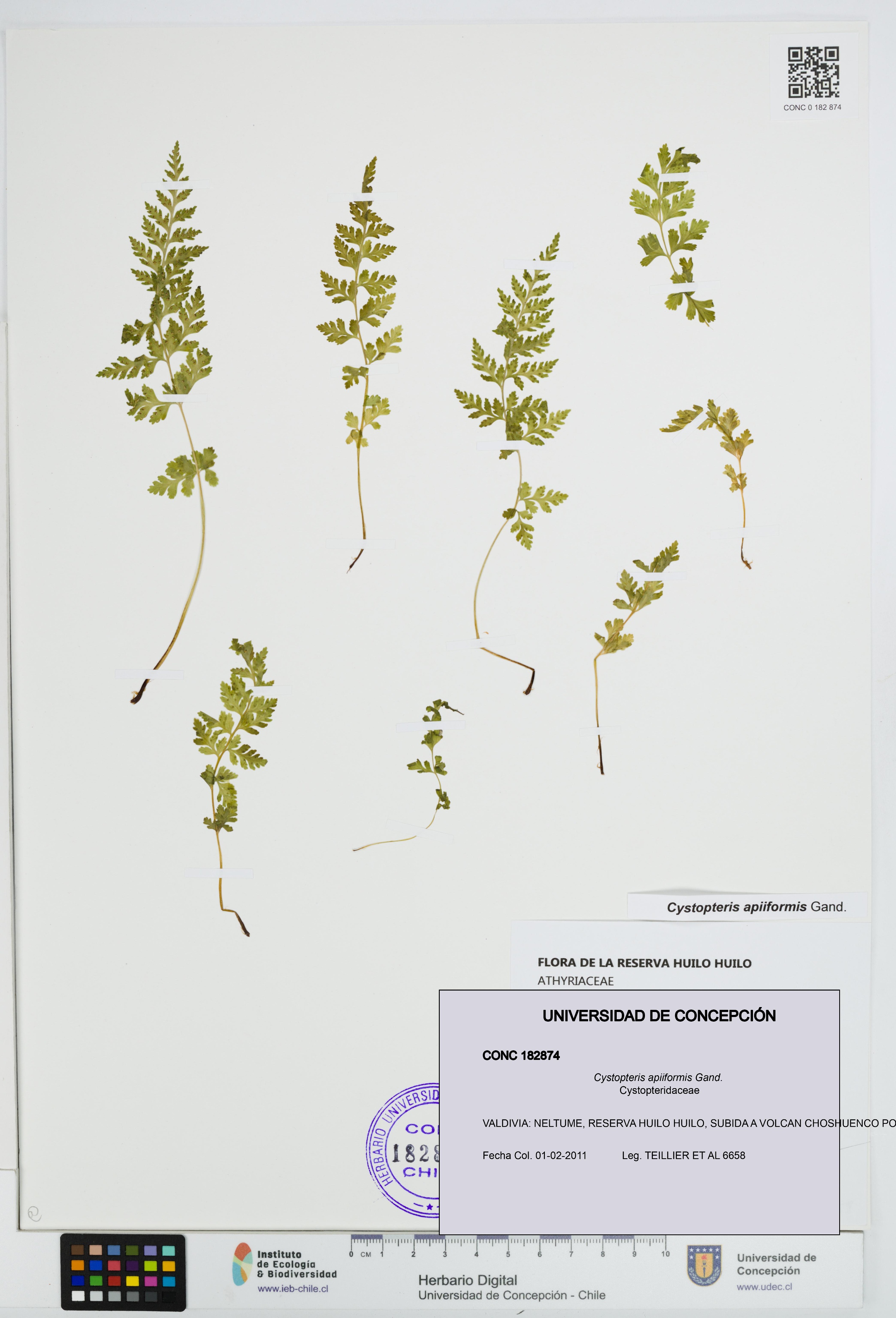 Cystopteris apiiformis [Espécimen: UDEC:CONC:0182874]