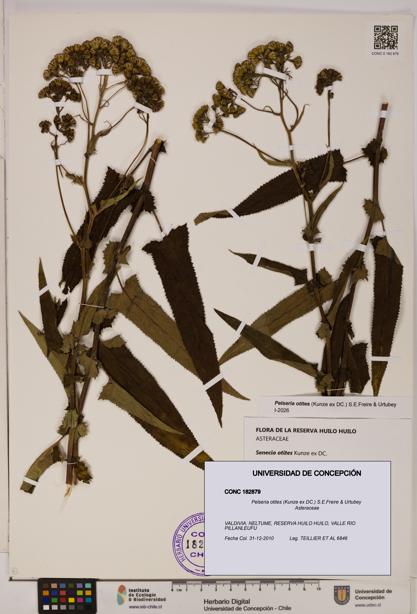 Pelseria otites [Espécimen: ]