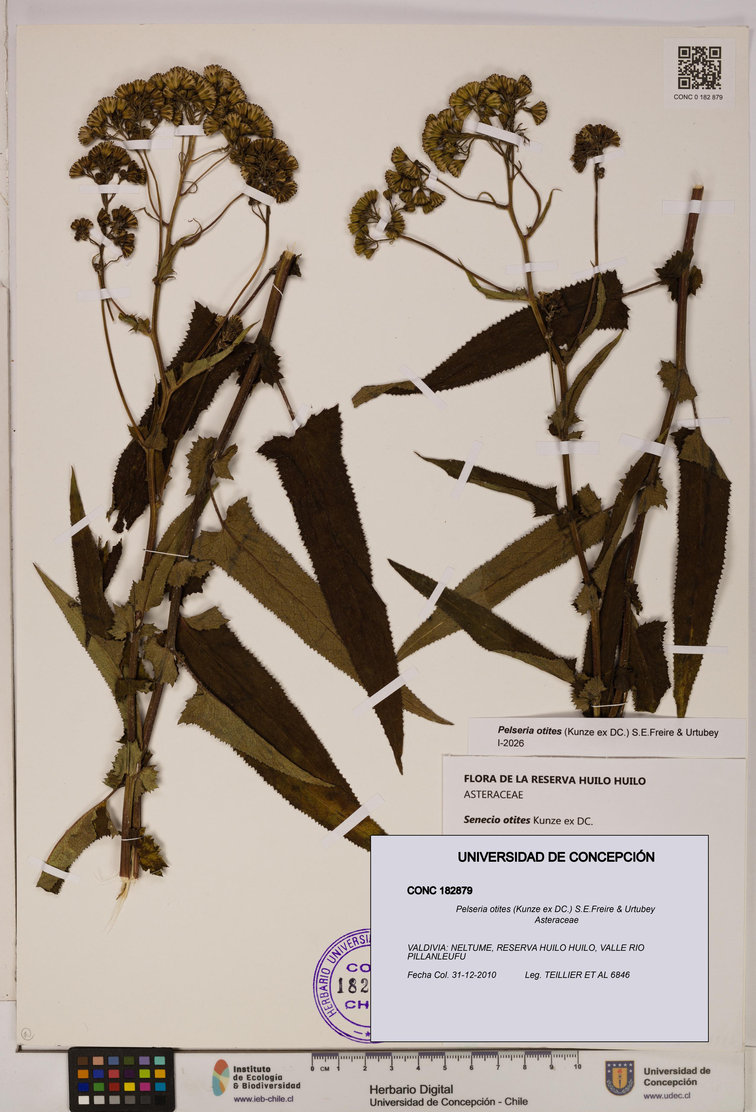 Pelseria otites [Espécimen: ]