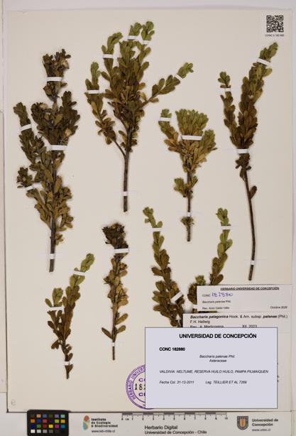 Baccharis patagonica [Espécimen: UDEC:CONC:0182880]