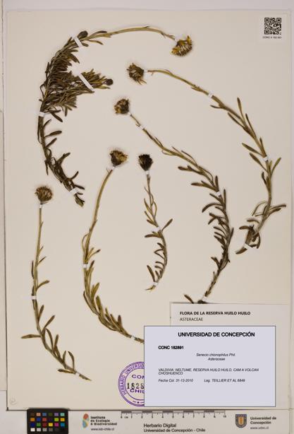Senecio chionophilus [Espécimen: UDEC:CONC:0182891]