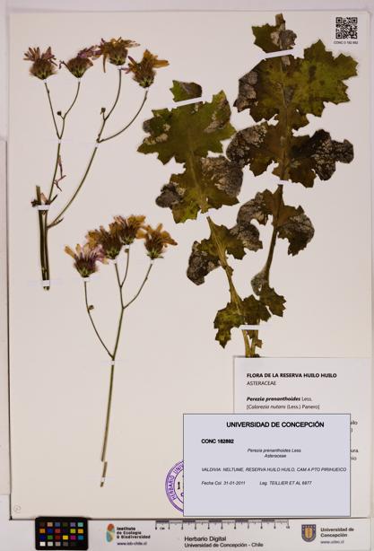 Perezia prenanthoides [Espécimen: UDEC:CONC:0182892]