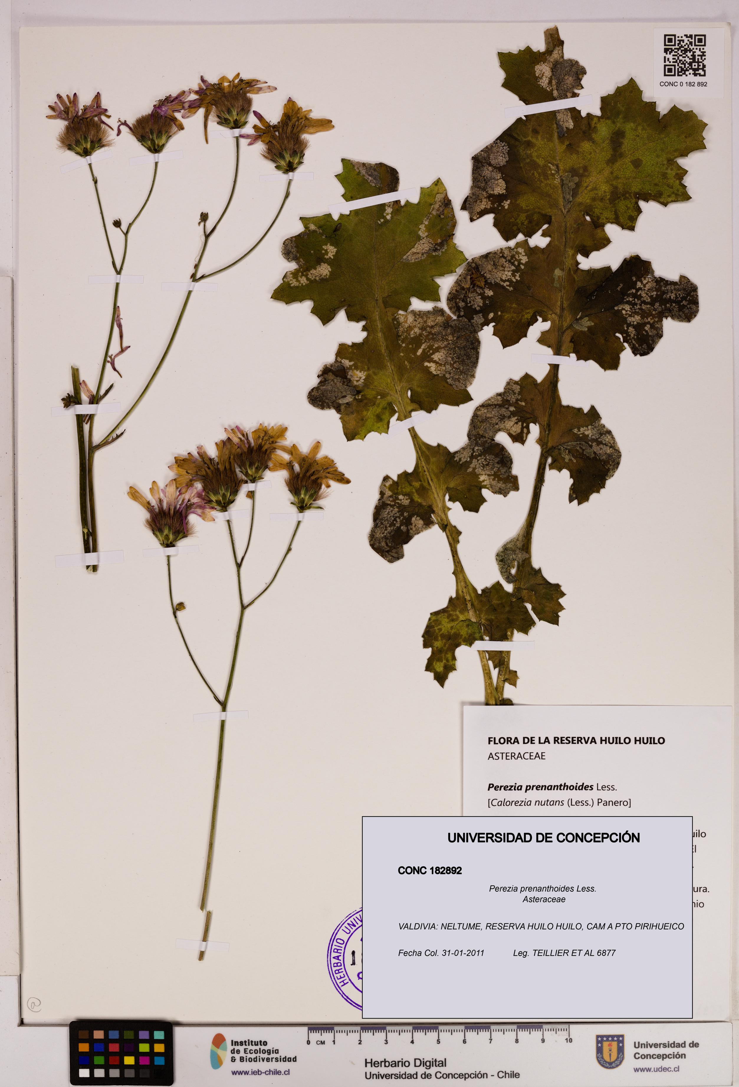 Perezia prenanthoides [Espécimen: UDEC:CONC:0182892]