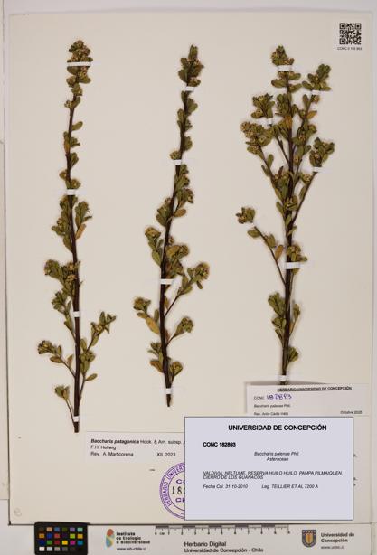 Baccharis patagonica [Espécimen: UDEC:CONC:0182893]
