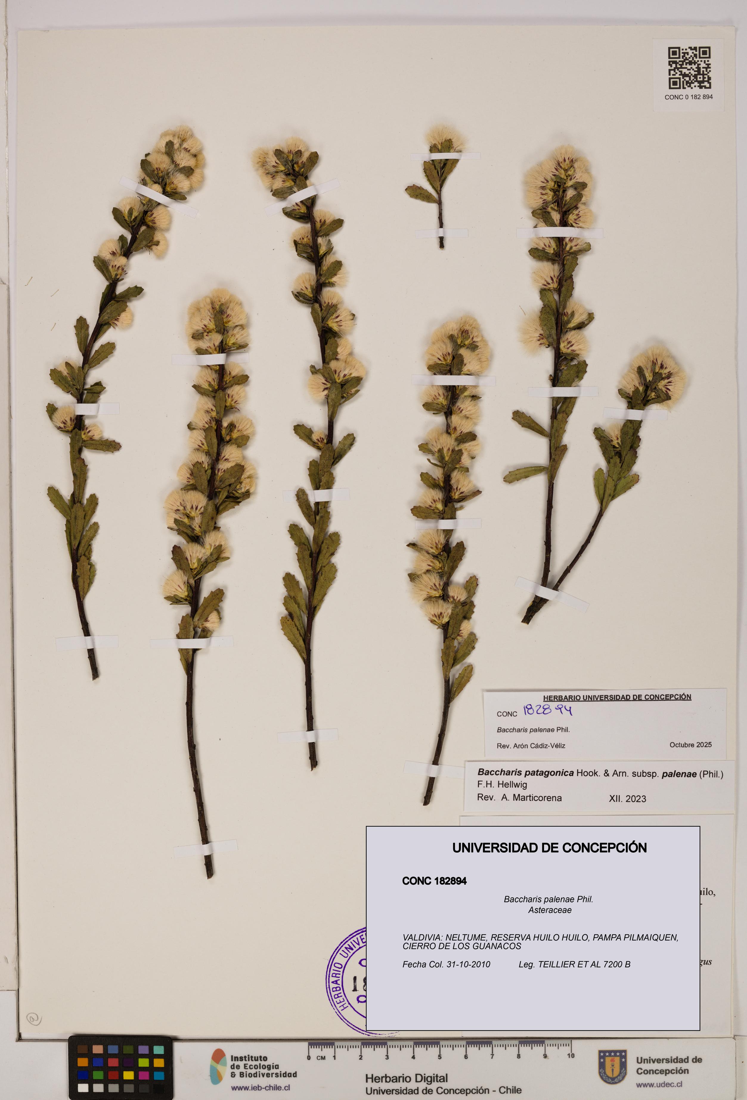 Baccharis patagonica [Espécimen: UDEC:CONC:0182894]