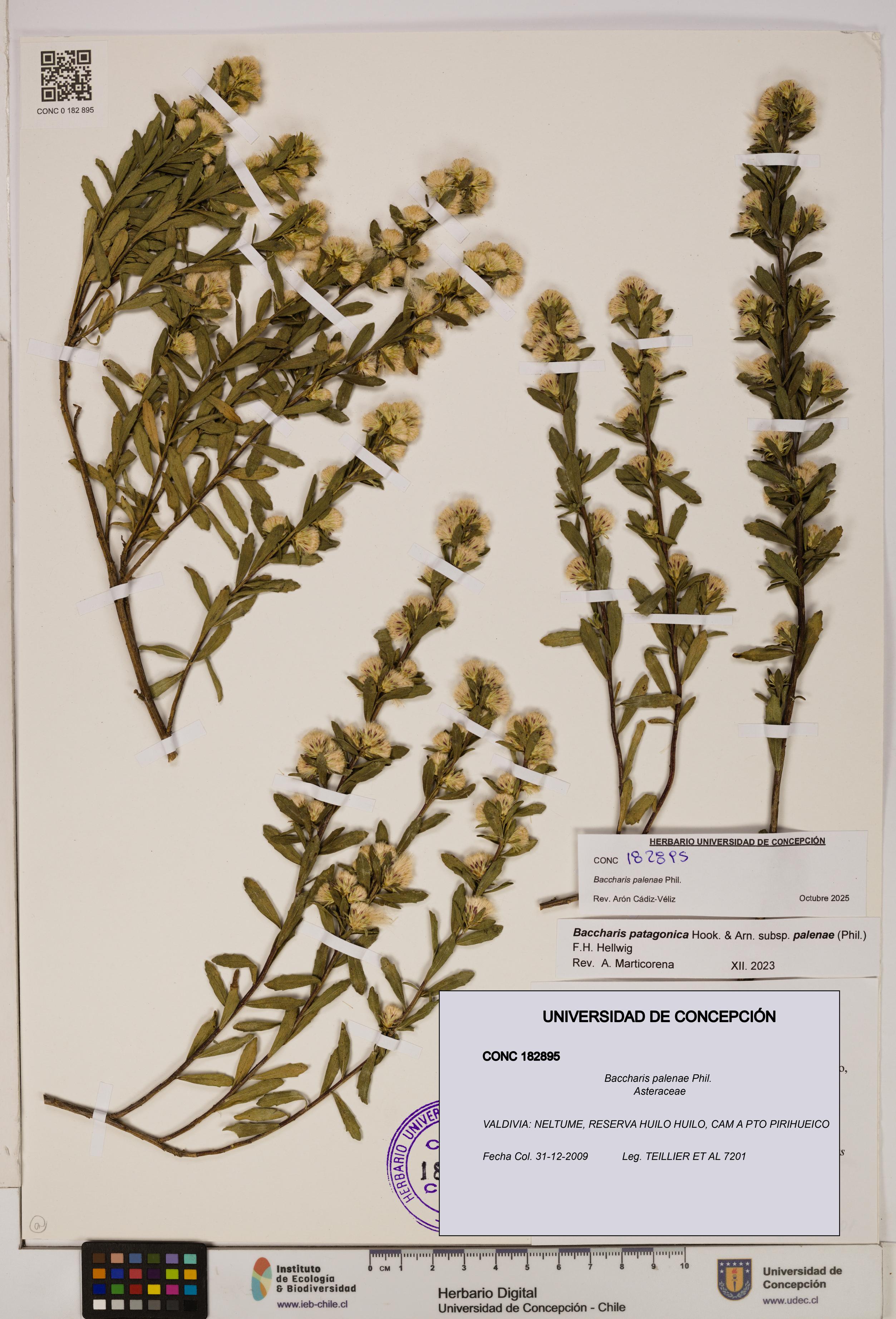 Baccharis patagonica [Espécimen: UDEC:CONC:0182895]