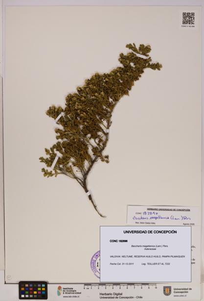 Baccharis magellanica [Espécimen: UDEC:CONC:0182896]