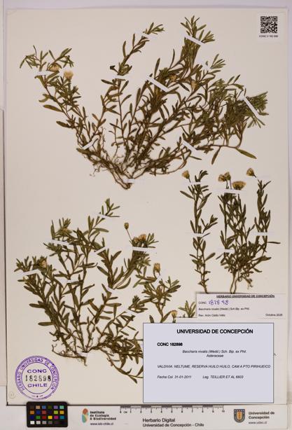 Baccharis nivalis [Espécimen: UDEC:CONC:0182898]