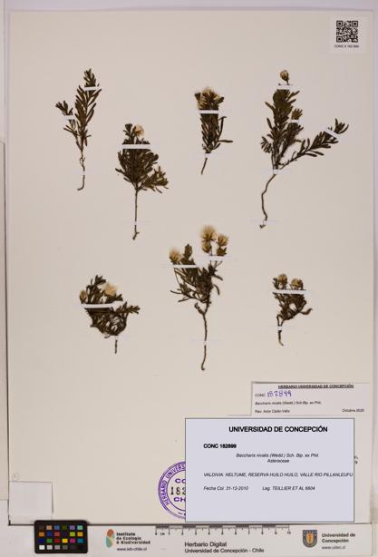Baccharis nivalis [Espécimen: UDEC:CONC:0182899]