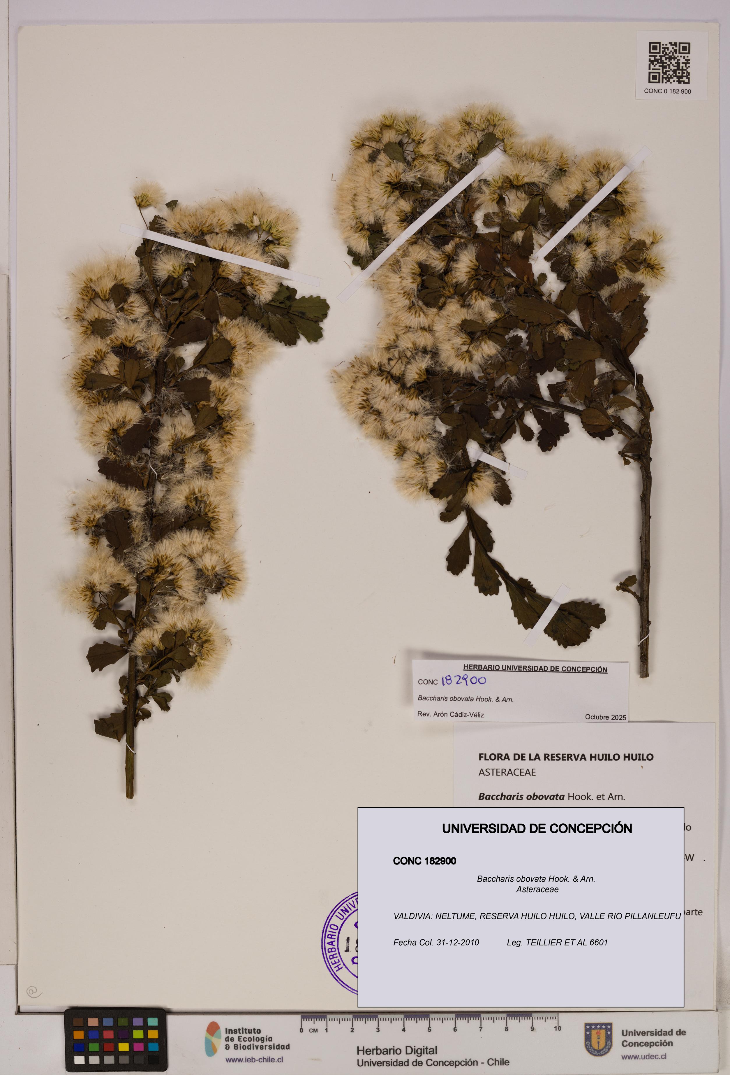 Baccharis obovata [Espécimen: UDEC:CONC:0182900]