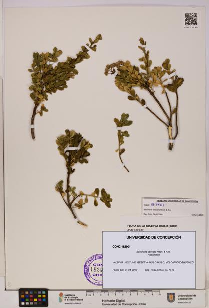 Baccharis obovata [Espécimen: UDEC:CONC:0182901]