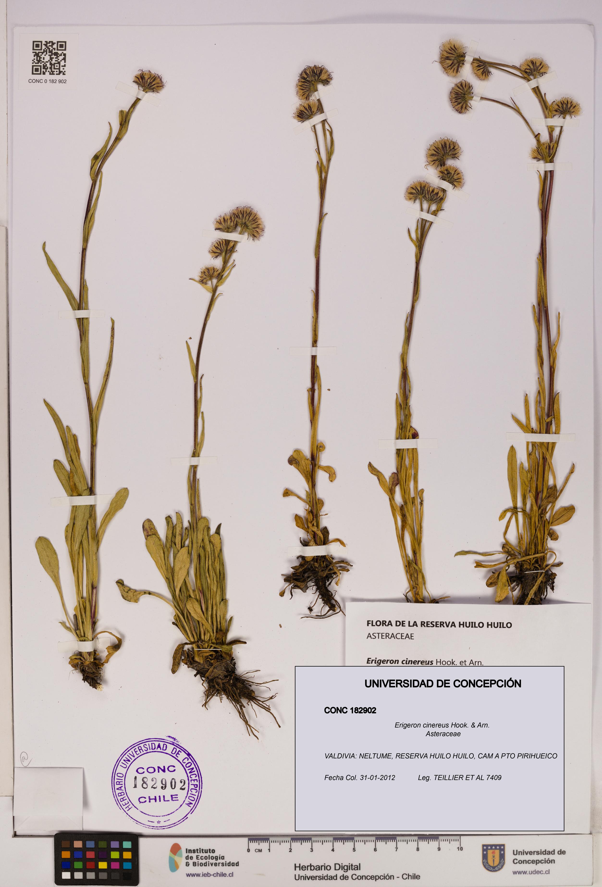 Erigeron cinereus [Espécimen: UDEC:CONC:0182902]